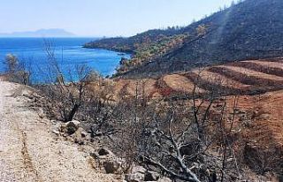 İnşaat yapılıyor denilen yanan koyda, lavanta...
