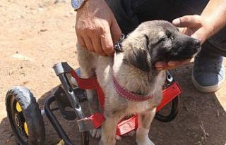 İnsanlık ölmemiş dedirten davranış: Patileri...