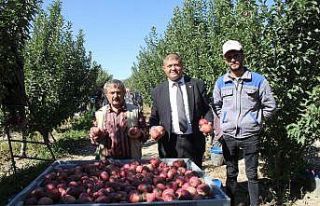 Isparta’da dalında 2,5 liraya kadar alınan elmanın...