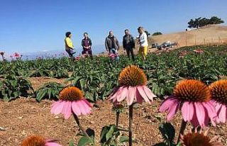 Isparta’da ekinezya tarlası görsel şölene hazırlanıyor