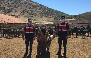 Isparta’da kaybolan 80 keçi 18 saatlik çalışmayla...