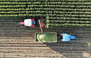 İştah açıyor, süt verimini arttırıyor, hasadına...