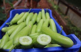 İstanbul’un zam şampiyonu salatalık