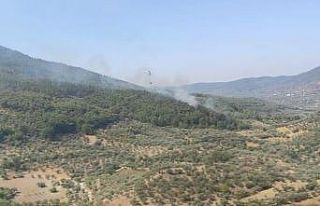 İzmir Kemalpaşa’da orman yangını