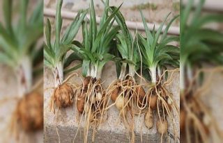 İzmit’te yeni tarım hamlesi, salep üretimi yapılacak