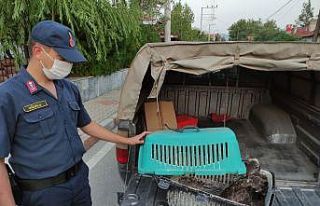 Jandarma ekipleri devriye sırasında buldukları...