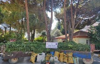 Jandarma operasyonunda 45 kilo esrar, 513 kök kenevir...