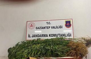 Jandarmadan hint keneviri ekilen adreslere operasyon