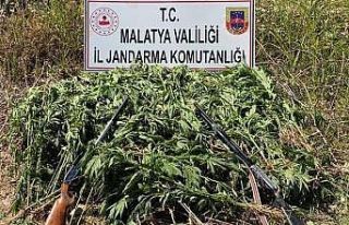 Jandarma’dan kenevir operasyonu