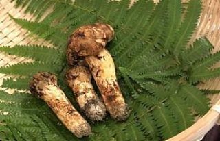 Japonya’da 3 adet mantar 65 bin liraya satıldı