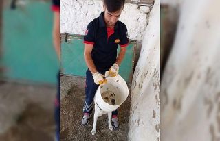 Kafası bidona sıkışan köpek kurtarıldı