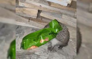 Kafasını ambalaja sıkıştıran kirpiyi duyarlı...