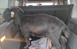 Kahramanmaraş’ta küçükbaş hayvan hırsızlığı