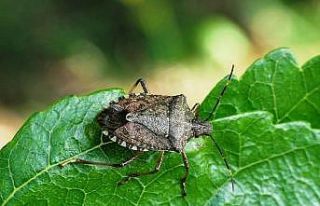 Kahverengi kokarcaya tuzak