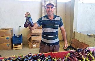 Kalp şeklinde patlıcan