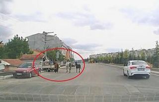 Kamyonetin arkasına bağladıkları atları acımasızca...