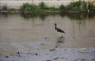 Kara leylek, Sivas’ta ortaya çıktı