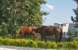 Kara yolundaki başıboş atlar yakalandı