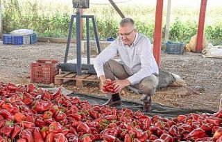 Karacabey’de kırmızı biber bereketi