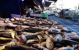 Karadeniz’de istavrit ve çinekop bolluğu