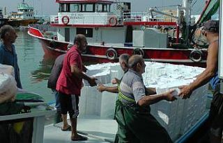 Karadeniz’de palamut ve hamsi bolluğu