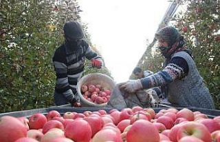 Karaman’da günlük 13 bin kişi elma toplamaya...