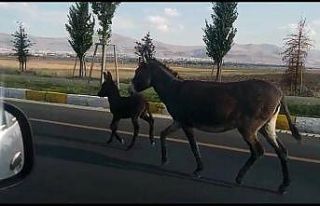 Karayoluna çıkan başıboş eşek ve yavrusu sürücülere...