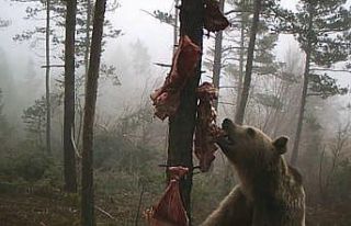 Karnını doyurmaya çalışan ayının komik hareketleri...