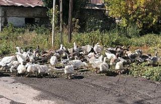 Kars’ta kazlar sofralara pahalı gelecek