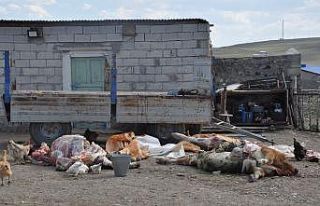 Kars’ta şüpheli hayvan ölümleri