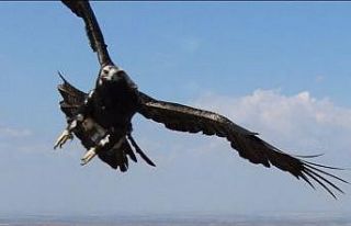 Kartalın drone’a saldırısı kamerada