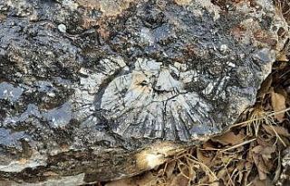 Kaya parçasında en az 65 milyon yıllık deniz canlısı...