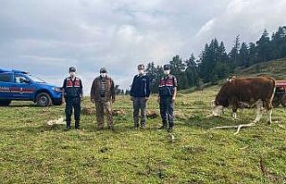 Kaybettiği hayvanlarını jandarma 5 km uzakta buldu