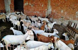 Kaybolan koyunları çalındı sandı