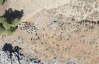 Kayıp sürü drone ile bulundu