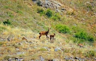 Kayseri’de yaban keçileri için kış hazırlıkları...