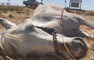 Kazada yaralanan at ölüme terk edildi