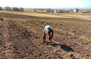 Keçiören Belediyesi üzüm bağı yaprak açtı