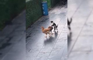 Kedi ile tavukların dostluğu