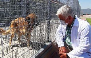 Kedi ve köpeklere mikroçip