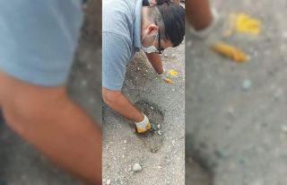 Kemer’de caretta carettalar denizle buluştu