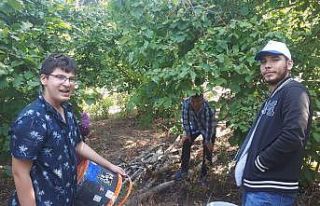 Kepsut fındığı Karadeniz fındığına rakip oluyor