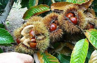 Kestanede yeni tür olan "Macit 55" tanıtıldı