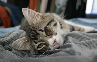 Kimsenin istemediği tek gözü kör kedi bir mağazanın...