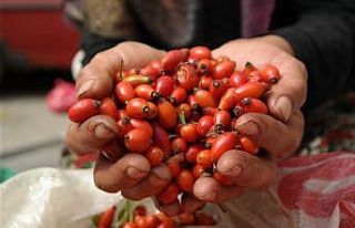 Kıpkırmızı kuşburnu şifa arayanlar için toplandı