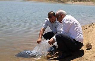Kırıkkale’de 100 bin pullu sazan yavrusu gölete...