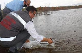 Kırklareli’nde 23 gölete 164 bin 459 yavru sazan...