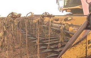 Kırklareli’nde ayçiçeği hasadı sona eriyor