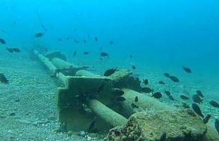 Kızıldeniz’den Akdeniz’e gelen istilacı balık...
