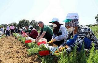 Kocaeli’de biberiye hasadı sürüyor